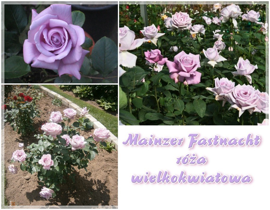 Mainzer Fastnacht róże wielkokwiatowe